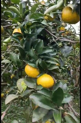 福建南平建陽(yáng)區(qū)桔柚批發(fā)價(jià)格與市場(chǎng)前景