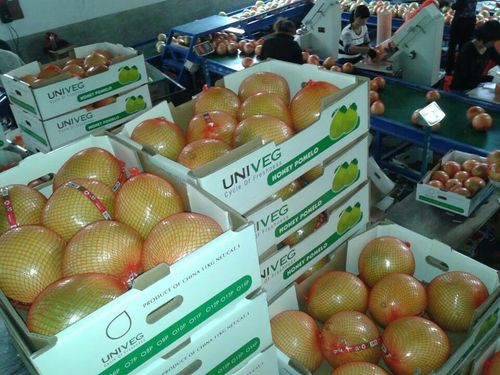 平和出口紅肉蜜柚 新鮮天然無(wú)公害有機(jī)柚子批發(fā)指南