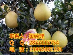 重慶柚子苗及紅心蜜柚苗銷(xiāo)售與批發(fā)指南