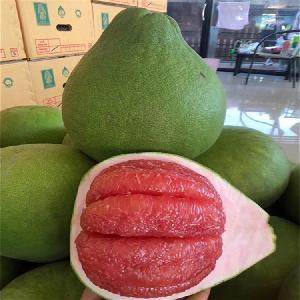 柚子批發市場指南 渠道、價格與采購策略