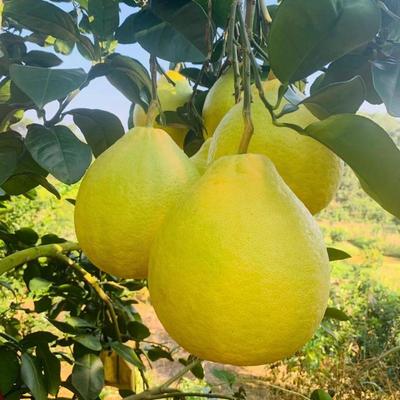 廣西賀州八步區沙田柚 正宗產地直發，打造優質供應鏈