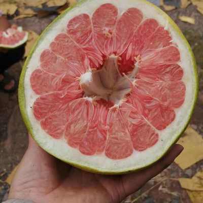 紅心柚批發價格探析 優質貨源，價優物美