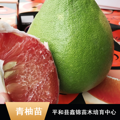 東南亞特色柚子苗木批發指南 純正馬來西亞青柚苗、無籽雞尾青柚苗、泰國紅寶石柚子苗及水晶青柚苗價格解析