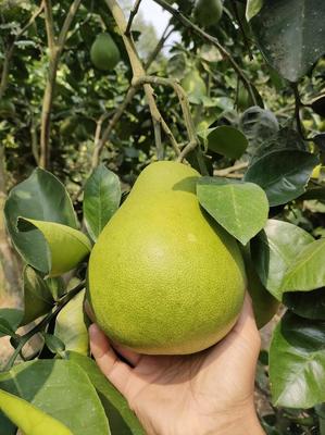 湖南懷化洪江雪峰柚，現摘直發，開啟您的優質柚果批發之旅