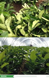 福建省漳州市優質柚子苗批發供應，源頭廠家直供，價格優勢顯著