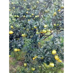 柚子與桔柚市場概覽 批發供應、價格行情與采購平臺指南