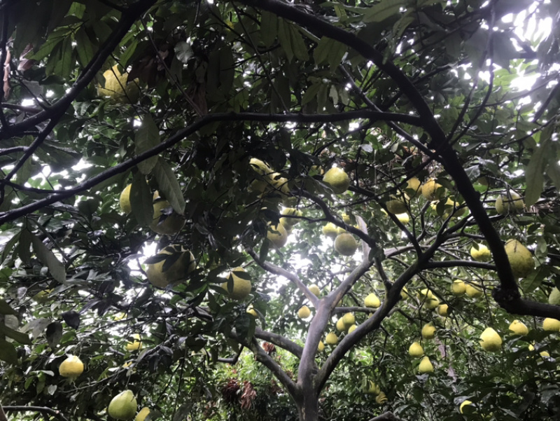 瀘州合江甜柚，沙田柚產地直供，質優價廉的批發選擇